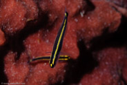 Yellowprow Goby (Gobiosoma xanthiprora)
