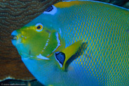 Queen Angelfish (Holacanthus ciliaris)