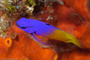 Fairy Basslet (Gramma loreto)