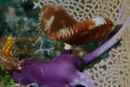 Split-Crown Feather Duster (Anamobaea orstedii)