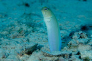 Yellowhead Jawfish (Opistognathus aurifrons)