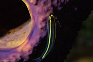 Spotlight Goby (Gobiosoma louisae)