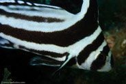 Spotted Drum (Equetus punctatus)