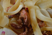 Speck-Claw Decorator Crab (Microphyris bicomuta)