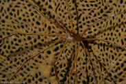 Yellowline Arrow Crab (Stenorhynchus seticornis)