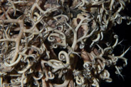 Giant Basket Star (Astrophyton muricatum)
