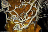 Giant Basket Star (Astrophyton muricatum)
