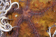 Sponge Brittle Star (Ophiothrix suensonii)