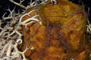 Sponge Brittle Star (Ophiothrix suensonii)