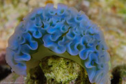 Lettuce Sea Slug (Elysia crispata)