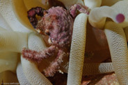 Speck-Claw Decorator Crab (Microphyris bicomuta)