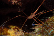 Yellowline Arrow Crab (Stenorhynchus seticornis)