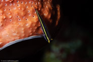 Spotlight Goby (Gobiosoma louisae)