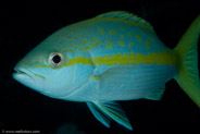 Yellowtail Snapper (Ocyurus chrysurus)