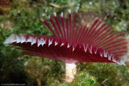 Split-Crown Feather Duster (Anamobaea orstedii)