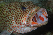 Red Hind (Epinephelus guttatus)