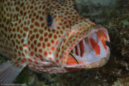 Red Hind (Epinephelus guttatus)