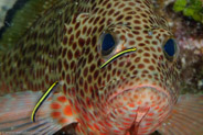 Red Hind (Epinephelus guttatus)