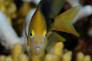Threespot Damselfish (Stegastes planifrons)