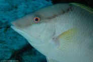 Hogfish (Lachnolaimus maximus)