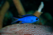 Blue Chromis (Chromis cyanea)