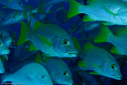 Schoolmaster (Lutjanus apodus)