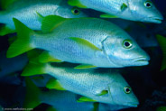 Schoolmaster (Lutjanus apodus)