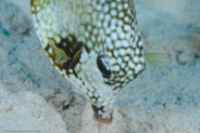Smooth Trunkfish (Lactophrys triqueter)