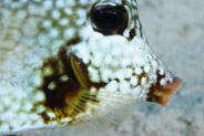 Smooth Trunkfish (Lactophrys triqueter)