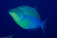 Queen Triggerfish (Balistes vetula)