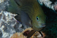 Threespot Damselfish? (Stegastes planifrons)