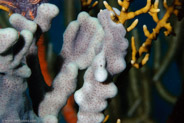 Overgrowing Mat Tunicate (Trididemum solidum)