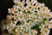 Lettuce Sea Slug (Elysia crispata)