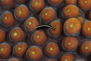 Broadstripe Goby (Gobiosoma prochilos)