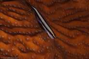 Cleaning Goby (Gobiosoma genie)