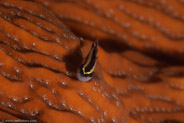 Cleaning Goby (Gobiosoma genie)