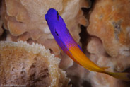 Fairy Basslet (Gramma loreto)
