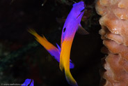 Fairy Basslet (Gramma loreto)