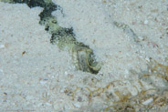 Yellow Stingray (Urolophus jamaicensis)