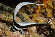Spotted Drum (Equetus punctatus)