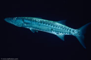 Great Barracuda (Sphyraena barracuda)