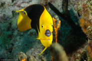 Rock Beauty (Holacanthus tricolor)