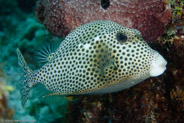 Spotted Trunkfish (Lactophrys bicaudalis)