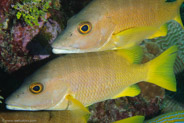 Schoolmaster (Lutjanus apodus)