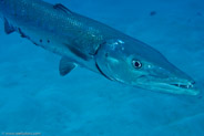 Great Barracuda (Sphyraena barracuda)