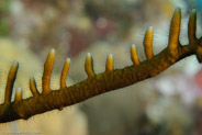Branching Fire Coral (Millepora alcicornis)