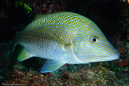 White Grunt (Haemulon plumierii)