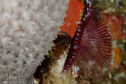 Split-Crown Feather Duster (Anamobaea orstedii)