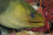 Green Moray (Gymnothorax funebris)