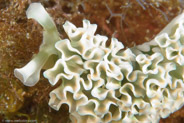 Lettuce Sea Slug (Elysia crispata)
